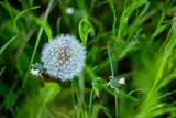 Fototapeta Dmuchawce - white airy dandelions on a background of green grass