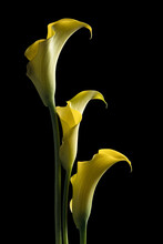 Yellow Calla Lily On Black Background