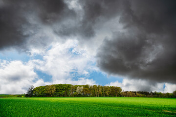 Wall Mural - Green field in front of a small forest