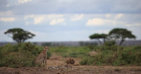 Wall Mural - a cheetah family are resting in the amboseli savannah