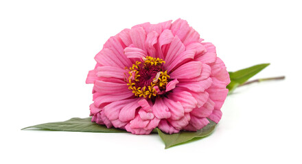 Canvas Print - One pink zinnia.