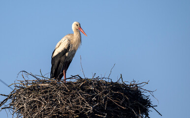 White stork bird on nest ( Ciconia ciconia )