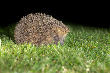 Poster - hedgehog 