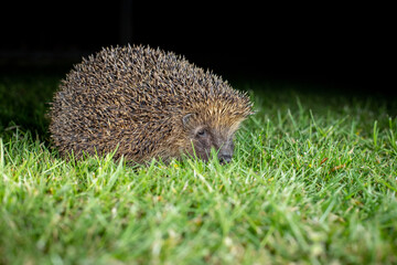 Poster - hedgehog in the grass