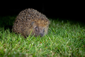 Poster - hedgehog 