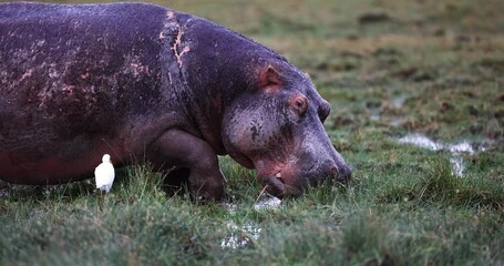 Canvas Print - a hippopotamus eats grass in the swamps