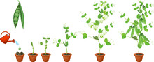 Life Cycle Of Pea Plant. Stages Of Pea Growth From Seed And Sprout To Adult Plant With Fruits In Flower Pot Isolated On White Background