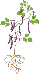 Wall Mural - Bean plant with purple fruits, green leaves and root system isolated on white background