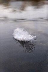  feather on the water