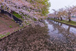 Amazing spring scene at Hirosaki castle in Aomori prefecture,Japan. After full bloom of cherry blossom, the wind scattered the cherry blossoms on the moat water.