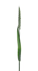 Wall Mural - Green young ears of wheat isolated on white, macro with clipping path