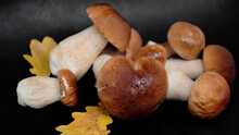 Harvested Boletus Or Porcini Mushrooms With Yellow Oak Leaves On Dark Background