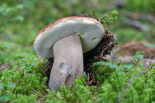 Close Up View Of Excellent Edible Boletus Mushroom And Fallen Leaves In Autumn Forest