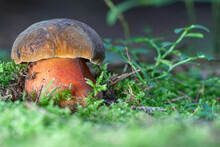 Neoboletus Luridiformis Known As Boletus Luridiformis - Edible Mushroom. Fungus In The Natural Environment.