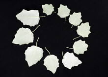 White Poplar Leaves Of An Interesting Shape On A Black Background Arranged In A Circle. For Design And Textures