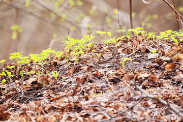 Wall Mural - spring branches shoots leaves seasonal background