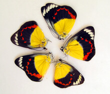 Yellow Black Red Butterflies Delias Arranged In A Circle.  Isolated On White. Can Use As Background, Texture, Pattern, Design, Art, Phone Case, Ceramic.