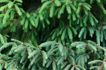 Wall Mural - green fresh fir branches seasonal background forest