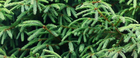 Wall Mural - green fresh fir branches seasonal background forest