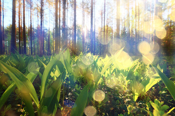 Wall Mural - lilies of the valley leaves green background, nature fresh green garden texture