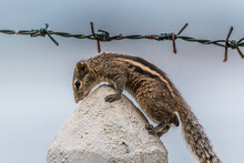Palm Squirrel On The Fence