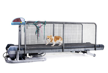 Wall Mural - treadmill for dog in studio