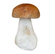 harvested boletus mushroom isolated  on white background