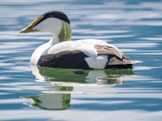 Wall Mural - Male Eider duck swimming along the shores of the Upper Zurich Lake (Obersee), Rapperswil, Sankt Gallen, Switzerland