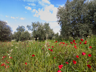 Olive trees with poppies around them in springtime