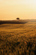 Wheat field. Ears of golden wheat. Beautiful Rural Scenery under Shining Sunlight.