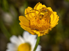 Yellow Crab Spider On A Yellow Daisy.