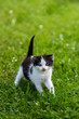 Little cat on grass