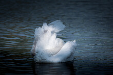 Young Mute Swan Cygnet Cleans Its Wings. Swan Mute In A Bizarre Form. Photo Editing In Blue Tone