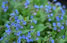 Pulmonaria Saccharata Blooming, Spring Blue Flowers Background.