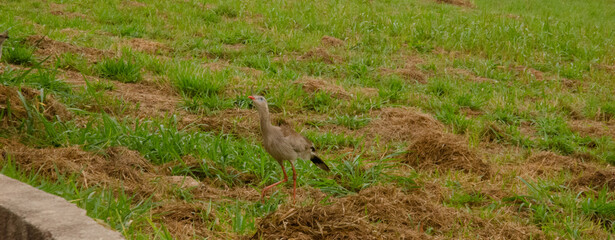 A single siriema roamed the remote part of Águas de São Pedro. Cariamidae. 