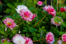 Double Daisies On Natural Background. Pink Daisies In The Garden. Beautiful Flowers Of Daisies