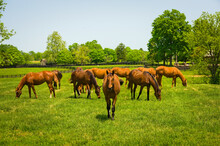Herd Of Thoroughbreds On A Kentucky Horse Farm