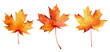Leinwandbild Motiv Set of watercolor autumn maple leaves isolated on white background.