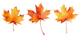 Fototapeta  - Set of watercolor autumn maple leaves isolated on white background.