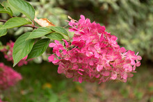 Close Up Pink Blooming Hydrangea Flower