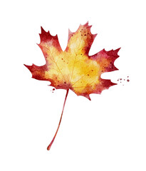 Wall Mural - watercolor autumn maple leaf isolated on white background.