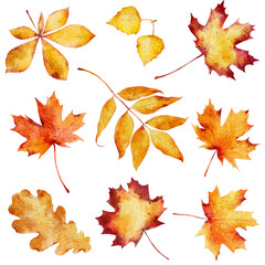 Wall Mural - watercolor autumn leaves isolated on white background.