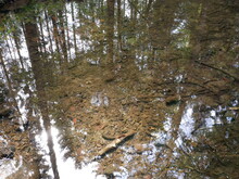 The Bottom Of The Stream With Stones And Silt Seen Through The Crystalline Water, The Reflection Of The Forest Is Visible, The Predominant Color Is Brown