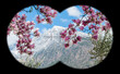© Sonja - View at blooming magnolia in front of mountain with snow and blue sky. Magnolia, magnoliaceae. Alps through field glasses, binoculars