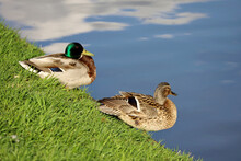Couple Of Mallard Ducks Resting On A Lake Coast In Green Grass. Male And Female Wild Ducks In Spring Or Summer Park