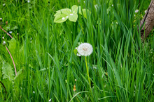 White Fluff On Dandelion Flowers In Green Grass In The Garden N Ukrainian Village
