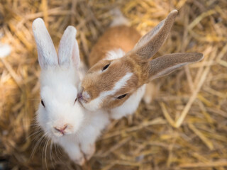 cute rabbits standing on straw bedding at farm