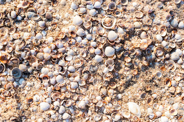 Wall Mural - Background with beautiful seashells on the beach. Top view, flat lay