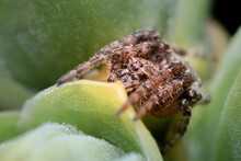 Indian Social Spider, Stegodyphus Dumicola, Sits In Ambush In An Apple Bud