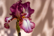 Elegant Iris With Dark Cherry Petals On Peach Background In Shade Of Tree. Close-up, Copy Space. Iris Germanica - L. Underlined Texture Of Petals. Floriculture, Spring, Beauty In Nature